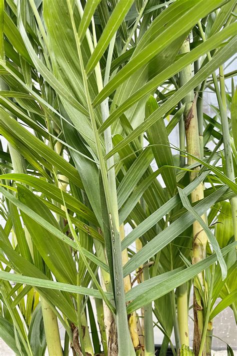 Bamboo Palm Houseplant