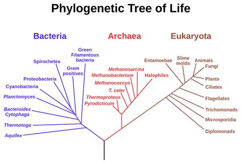 Phylogenetic tree - Last universal common ancestor - Wikipedia | Albero filogenetico, Charles ...