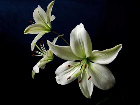 Download White Flower Flower Nature Lily Wallpaper
