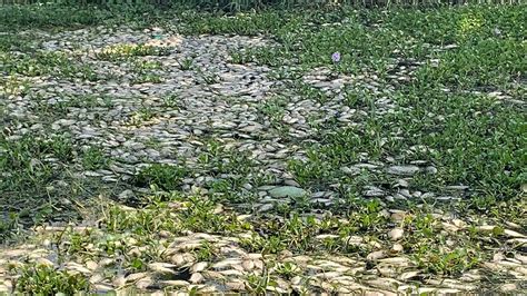 WFD 2023: Untreated Effluents with Non-existent Regulation Killing ...