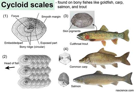 Fish Biology and Fish Scales - Look at fish scales under the microscope - Rs' Science