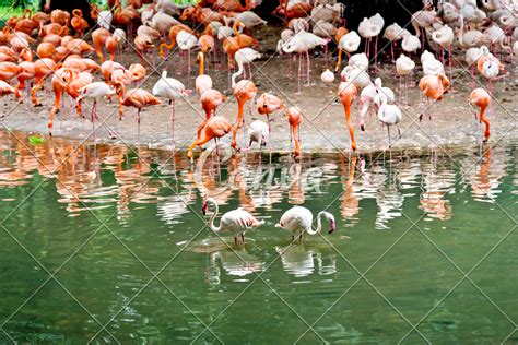 Group of flamingos - Photos by Canva