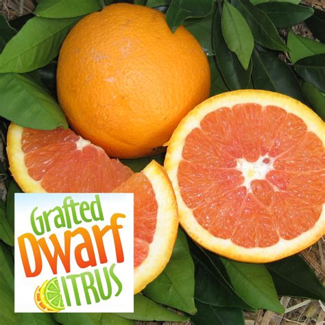 Dwarf Oranges – Engall's Nursery