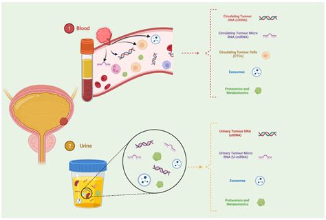 New Perspectives on the Role of Liquid Biopsy in Bladder Cancer ...