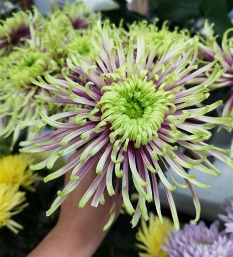 Spider mum | Spider mums, Plants, Garden