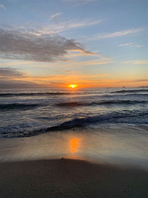 Image result for Sunset Python Snake