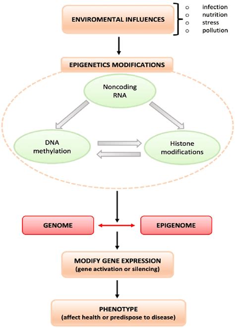 Epigenetic Modifications 的图像结果