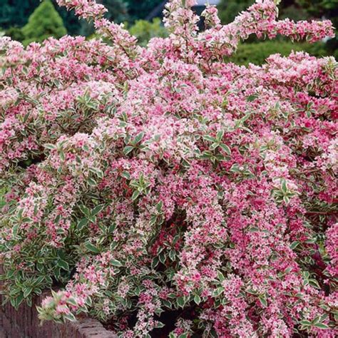 Amazon.com : Variegated Weigela Live Plant Blooming Shrub,1-2 Ft Hardy ...