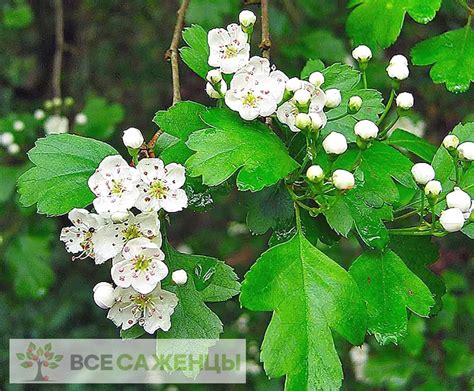 Цена на Боярышник обыкновенный (Колючий, Сглаженный, Crataegus ...