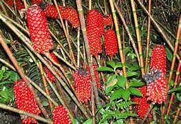 Image result for Types of Plants in Hawaii