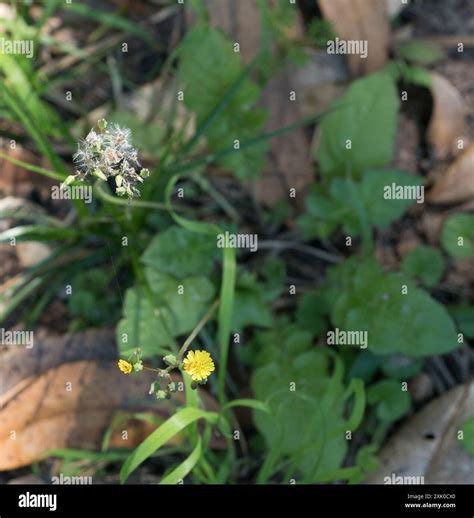 Oriental false hawksbeard (Youngia japonica) Plantae Stock Photo - Alamy