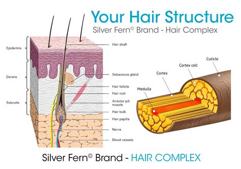 Hair Complex | Help Restore Your Hair's Natural Beauty and Thickness ...