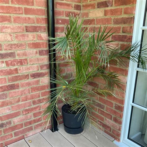 Image result for Date Palm Tree Trunk Rot