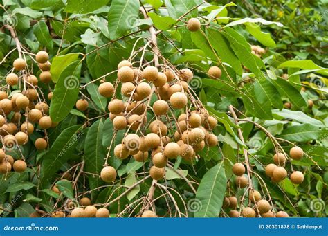 Longan fruit on the tree stock photo. Image of food, edible - 20301878