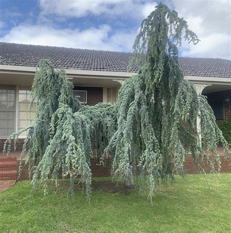 Cedrus 'Blue Atlas Cedar' Weeping - Hello Hello Plants