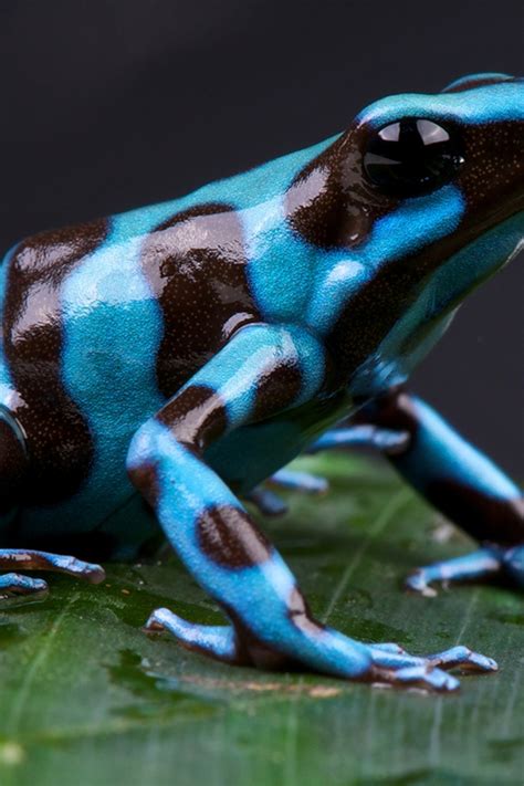 Poison Arrow Frog Diagram 17 Best Images About RAINFOREST ANIMALS On
