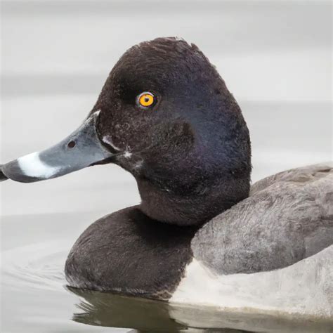 Hunting Scaup In Alaska: A Waterfowler's Adventure! - Goenthusiast