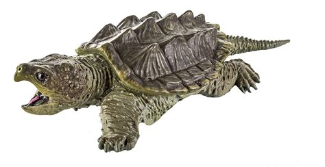 Safari Ltd Alligator Snapping Turtle : Amazon.in: Toys & Games