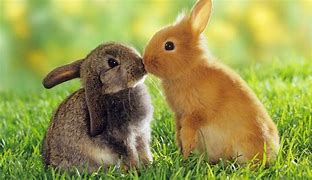 Image result for Show-Me Cute Bunnies