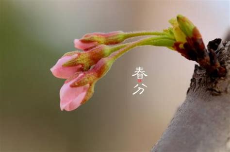 春分是什么意思 春分和立春有什么区别 _八宝网