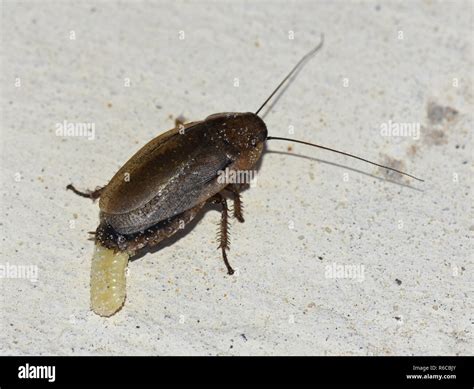 Cockroaches Eggs