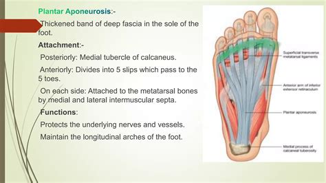 Arches Of The Foot