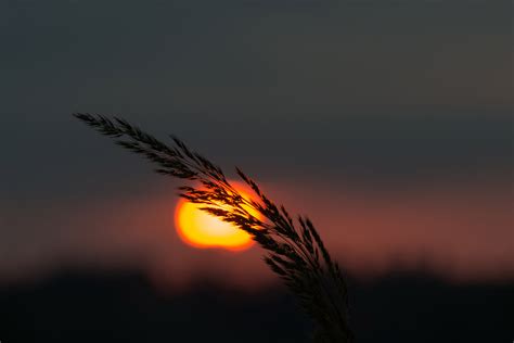 Sunrise Serenade: A Ceremony to Welcome the Day’s First Kiss