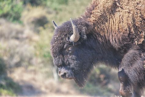 Catalina Island Bison Bull