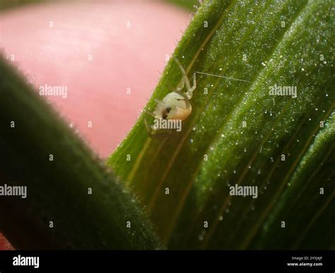 Crab Spiders (Thomisidae Stock Photo - Alamy