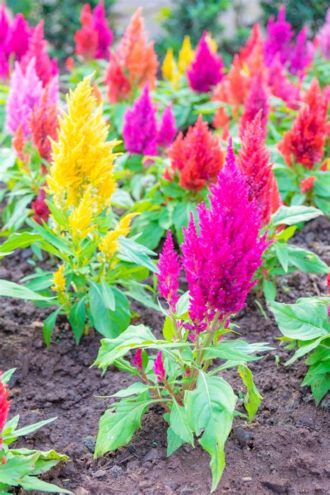The 15 Best Annual Flowers You Need to Plant In Your Yard | Summer ...