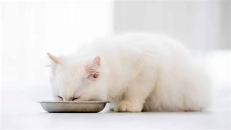 Can Cats Eat Aloe Plant at Zara Khull blog