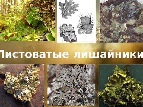 Урок - путешествие по биологии на тему "Лишайники"