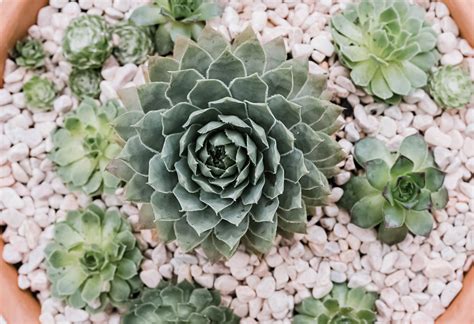 How to Grow and Care for Hens and Chicks (House Leek)