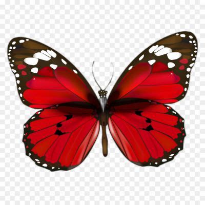 Butterfly Hd Png Download - Pngsource
