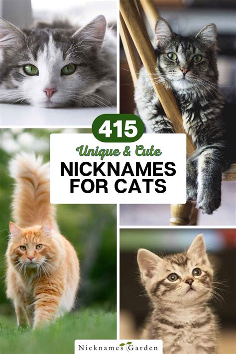 Nicknames For Cats