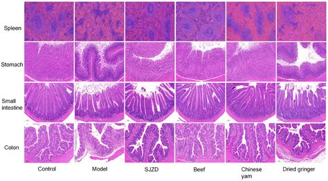 Multi-Pathway Mechanisms of Beef in Ameliorating Spleen Deficiency ...