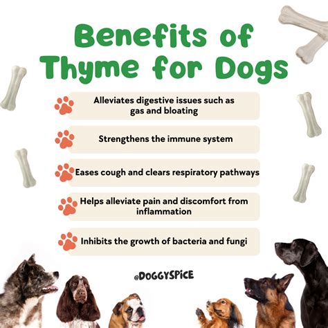 Can Dogs Have Thyme