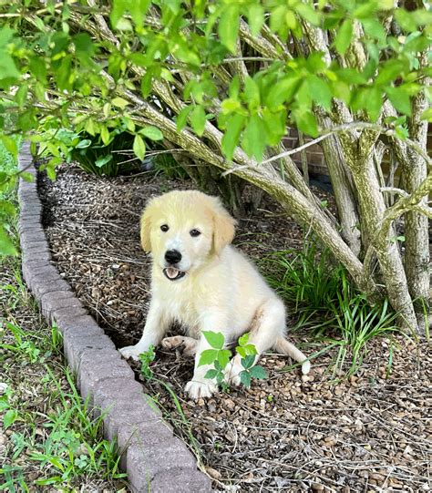 Foster Dogs - Available for Adoption through Critter Cavalry Rescue ...