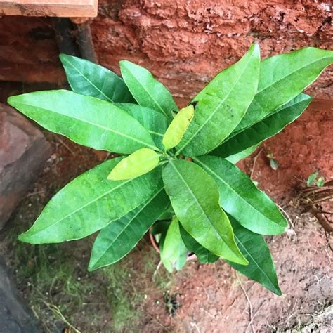 Clove Tree - Gabbar Farms