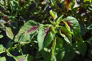URRO Red Leaf Amaranth Callaloo Chinese Spinach Seed Price in India ...