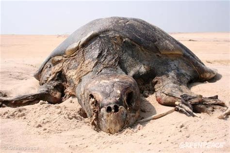 Hundreds Of Dead Endangered Turtles Washed Ashore In Odisha