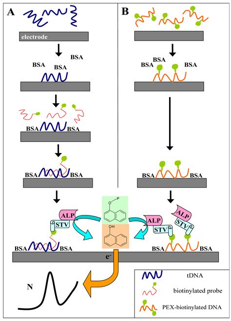 Enzyme-Linked Electrochemical Detection of PCR-Amplified Nucleotide ...