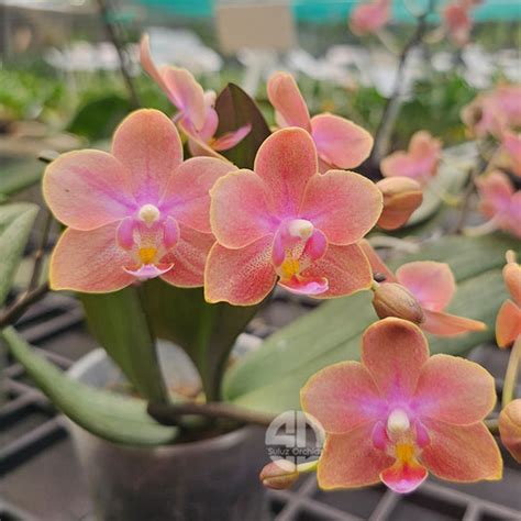 Phalaenopsis Orchid Plant Dusty Belle With Bud/Flower