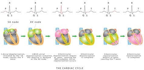 Introduction to ECG Interpretation course - Online Course - Belmatt ...