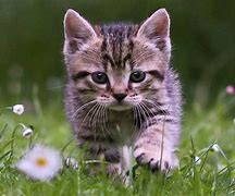 Image result for Cute Kitten Desktop