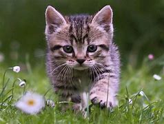 Image result for World Cutest Baby Kitten