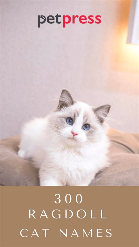 Ragdoll Cat Names: 300 Best Names for Ragdoll Cats - PetPress