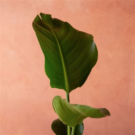 Buy giant white bird of paradise or wild banana Strelitzia nicolai ...