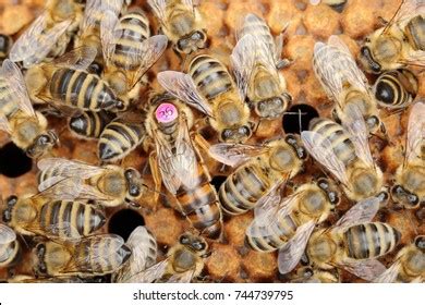 Image result for Bee Dance Language