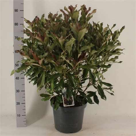 Viburnum odoratissimum COPPERTOP — Plant Wholesale FlorAccess